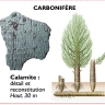 calamite, prèle du carbonifère